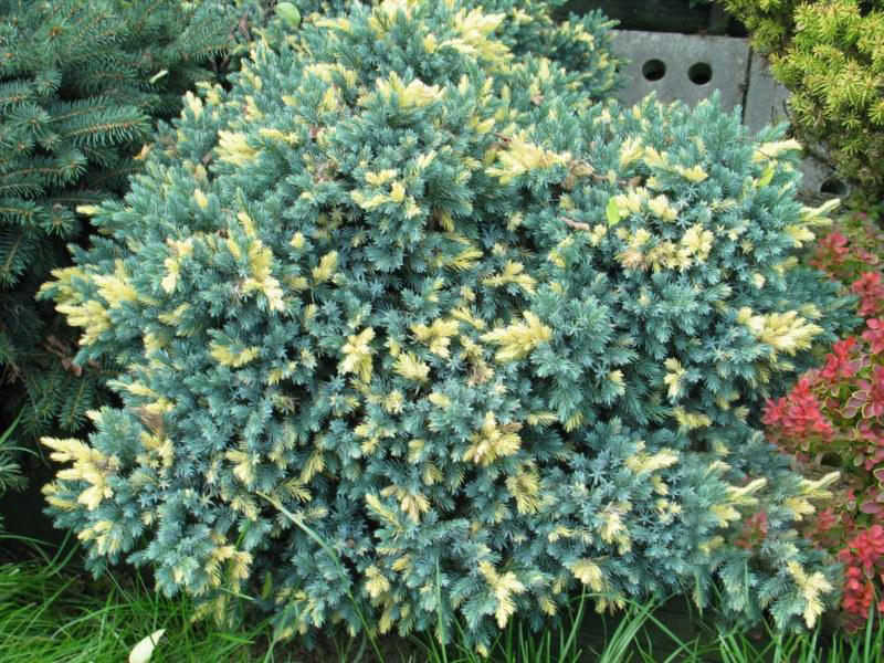 Ялівець лускатий "Флореант", Juniperus squamata "Floreant", С1, 5 - Зображення 2