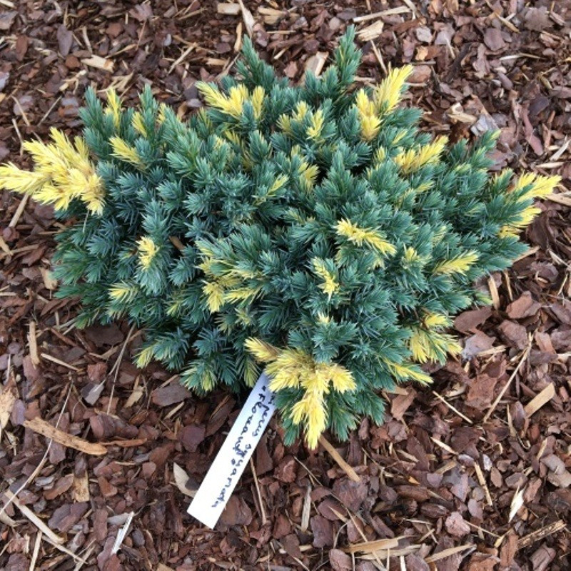 Ялівець лускатий "Флореант", Juniperus squamata "Floreant", С1, 5 - Зображення 3