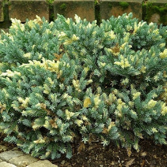 Ялівець лускатий "Флореант", Juniperus squamata "Floreant", С1, 5 - Зображення 4