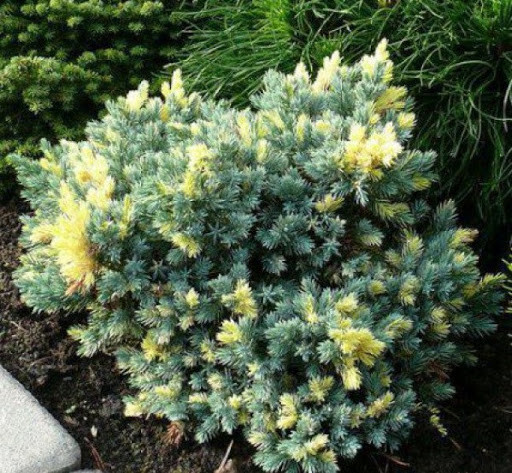 Ялівець лускатий "Флореант", Juniperus squamata "Floreant", С1, 5 - Зображення 5