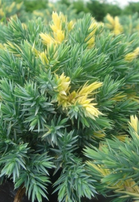 Ялівець лускатий "Флореант", Juniperus squamata "Floreant", С1, 5 - Зображення 6