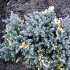 Ялівець лускатий "Флореант", Juniperus squamata "Floreant", С1, 5
