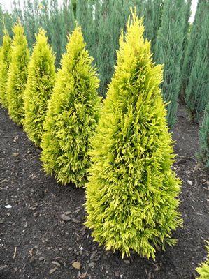 Туя складчаста Форева Голді / 3- річна форевер Голді, Thuja plicata Forever Goldy - Зображення 3