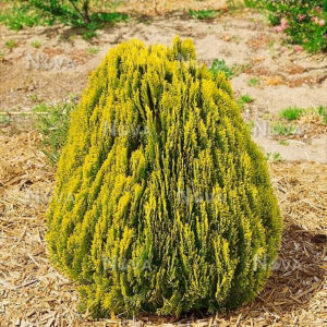 Туя східна 'Морган' 3-річна Thuja orientalis 'Morgan'