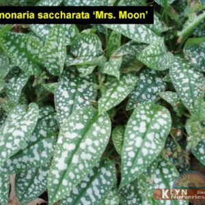 Медунка цукрова "Місіс Мун" 2 річна (Pulmonaria saccharata "Mrs Moon")