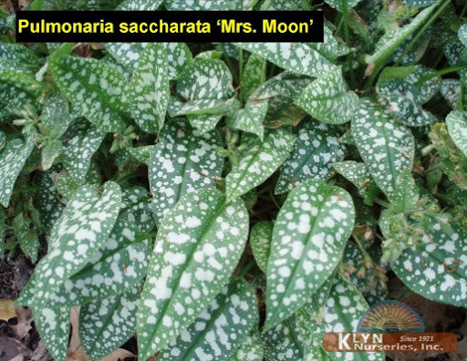 Медунка цукрова "Місіс Мун" 2 річна (Pulmonaria saccharata "Mrs Moon")