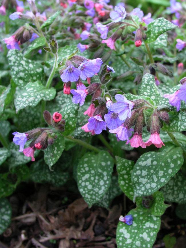 Медунка цукрова "Місіс Мун" 2 річна (Pulmonaria saccharata "Mrs Moon") - Зображення 2
