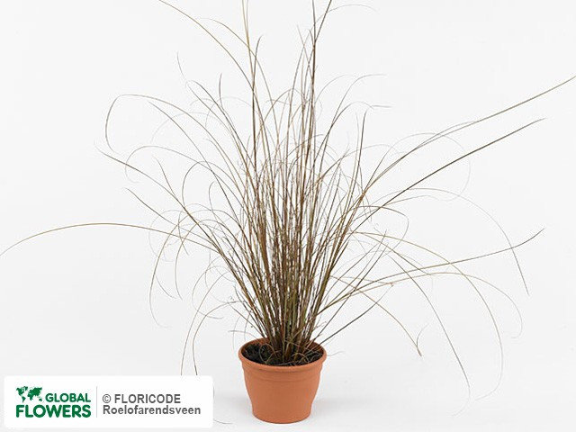 Осока Буханана Carex buchananii 2 річна - Зображення 2