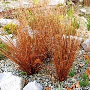 Осока Буханана Carex buchananii 2 річна