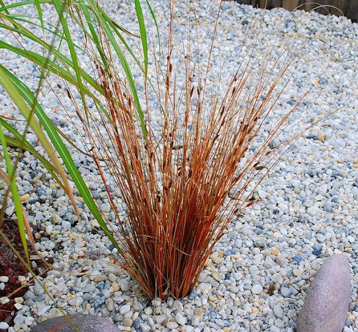Осока Буханана Carex buchananii 2 річна - Зображення 4