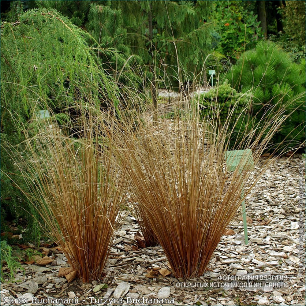 Осока Буханана Carex buchananii 2 річна - Зображення 3