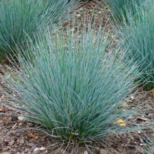 Вівсяниця сиза FESTUCA GLAUCA 2 річна