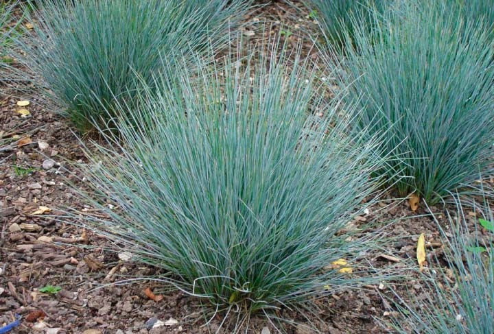 Вівсяниця сіза FESTUCA GLAUCA 2 річна