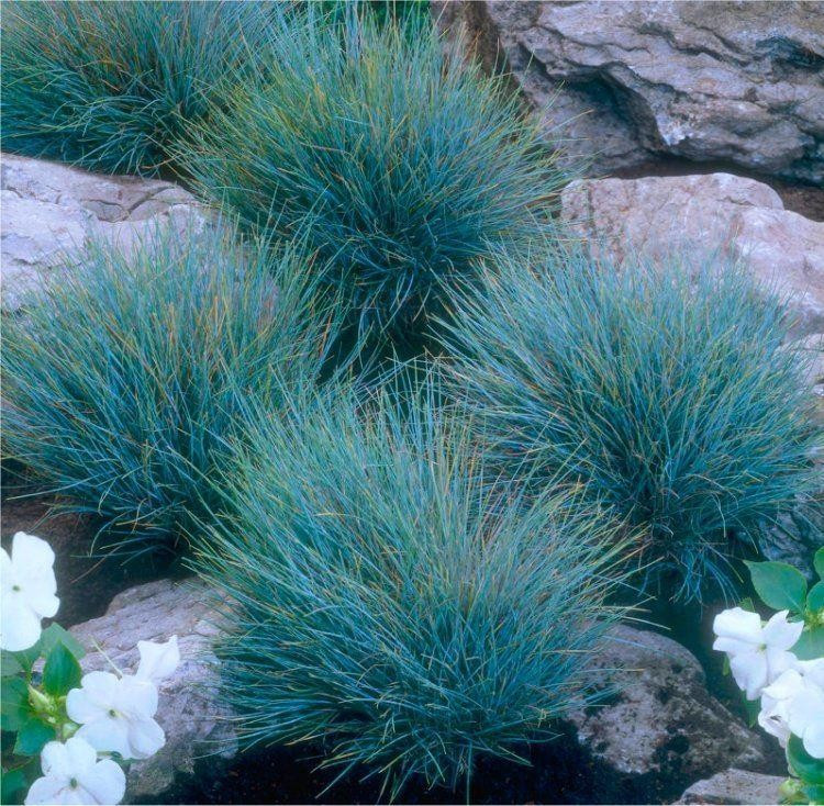Вівсяниця сіза FESTUCA GLAUCA 2 річна - Зображення 2