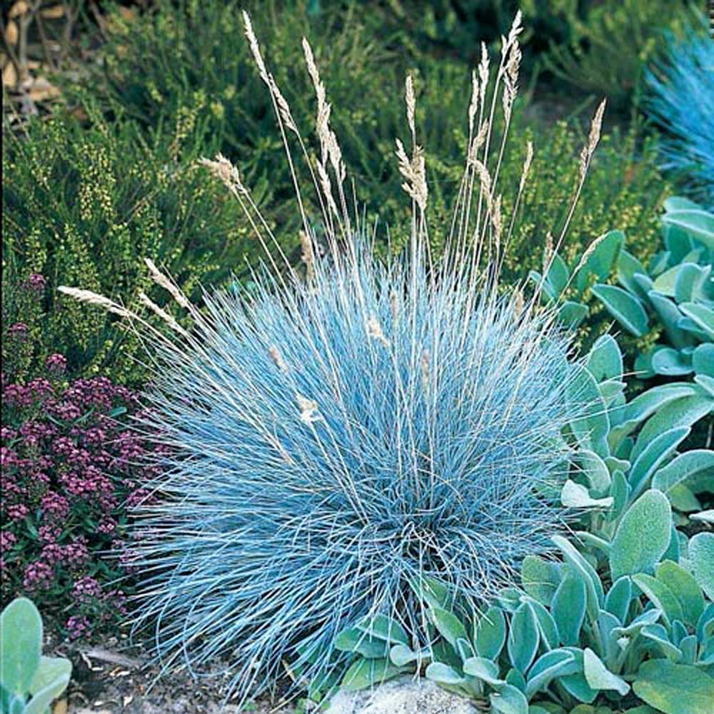 Вівсяниця сіза FESTUCA GLAUCA 2 річна - Зображення 3