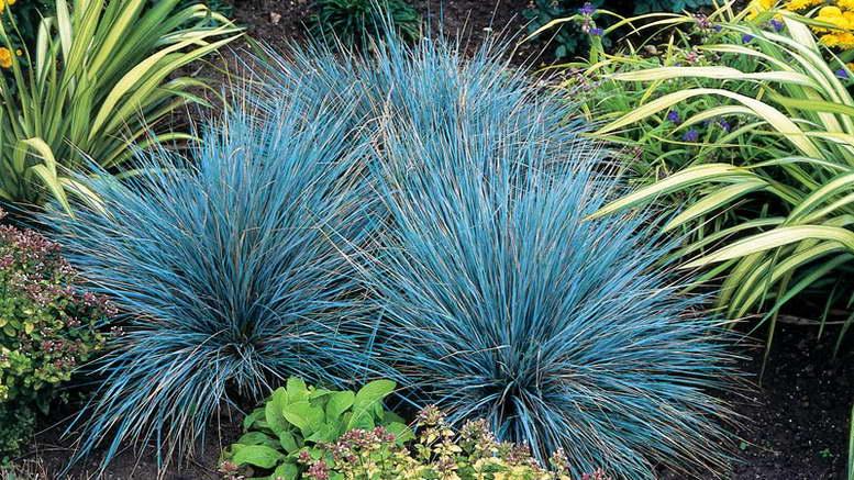 Вівсяниця сіза FESTUCA GLAUCA 2 річна - Зображення 4