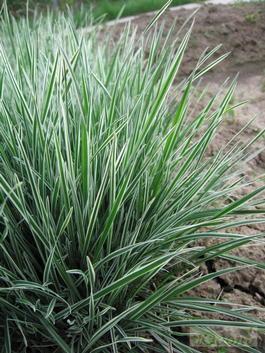 Райграс бульбистий "Варієгатум" (Arrhenatherum elatius subsp. bulbosum "Variegatum") 2 річний - Зображення 4