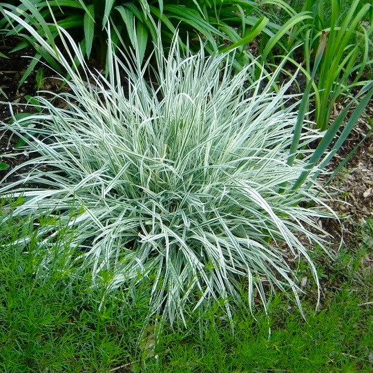 Райграс бульбистий "Варієгатум" (Arrhenatherum elatius subsp. bulbosum "Variegatum") 2 річний - Зображення 3