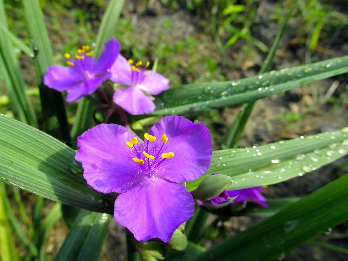 Традесканция Андерсона purple Profusion 2 річна - Зображення 2