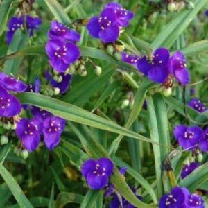 Традесканция Андерсона purple Profusion 2 річна