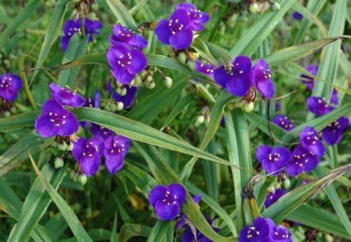 Традесканция Андерсона purple Profusion 2 річна