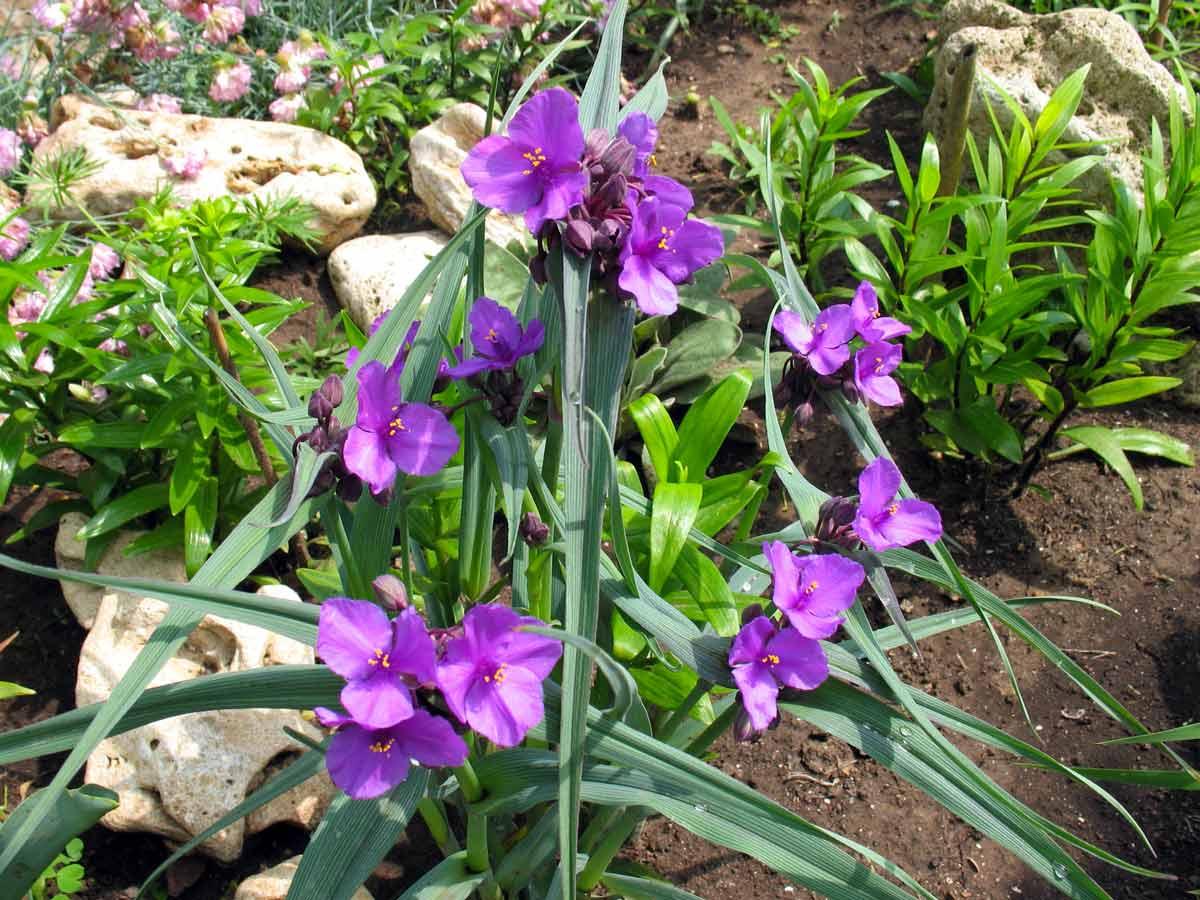 Традесканция Андерсона purple Profusion 2 річна - Зображення 3