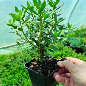 Рододендрон щільний "Buchlovice" 2- річний, Rhododendron impeditum 'Buchlovice'