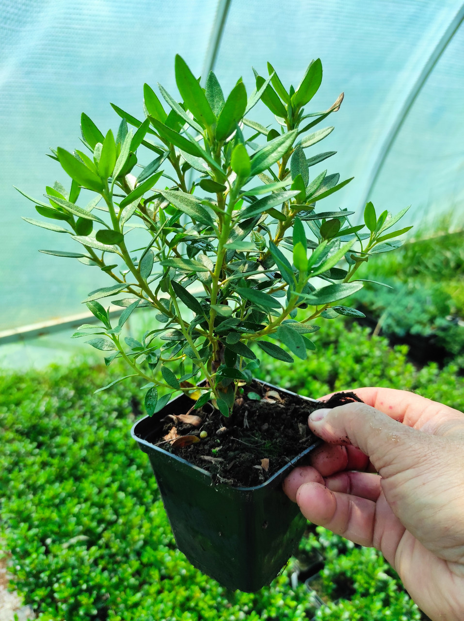 Рододендрон щільний "Buchlovice" 2- річний, Rhododendron impeditum 'Buchlovice'