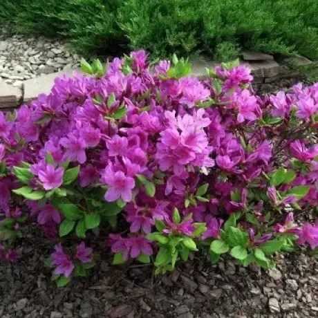 Азалія японська "Кенігштайн", Azalea japonica "Konigstein", 5-річна, С3 - Зображення 3