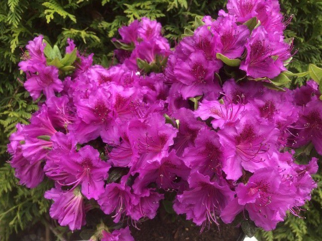 Азалія японська "Кенігштайн", Azalea japonica "Konigstein", 5-річна, С3 - Зображення 4