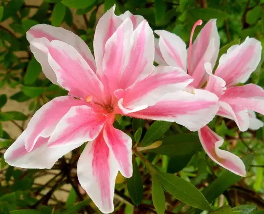 Азалія японська "Меллі", Azalea japonica Melle, 4-х річна, С3 - Зображення 2