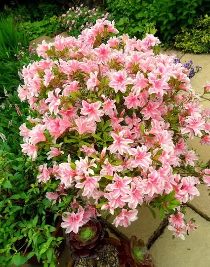 Азалія японська "Меллі", Azalea japonica Melle, 4-х річна, С3 - Зображення 3