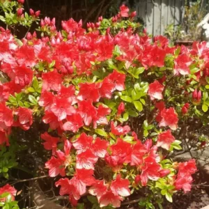 Азалія японська "Галатея", Azalea japonica "Galathea", 2-річна, Р9