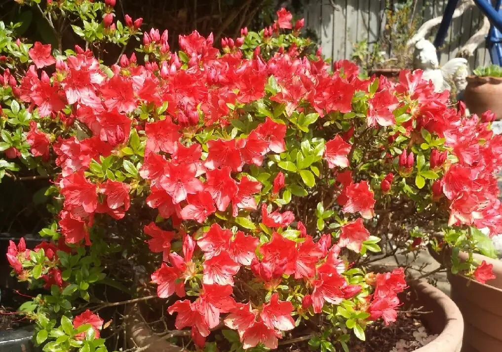 Азалія японська Galathea 3- річна, Азалія японська Галатея, Rhododendron / Azalea japonica Galathea