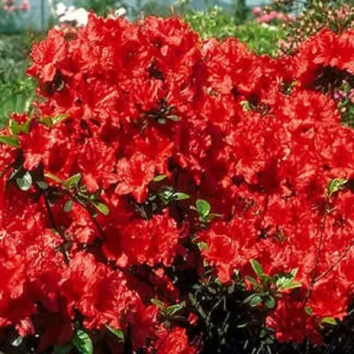 Азалія японська Galathea 3- річна, Азалія японська Галатея, Rhododendron / Azalea japonica Galathea - Зображення 2