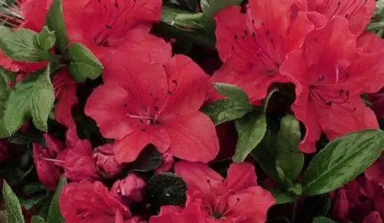 Азалія японська Galathea 3- річна, Азалія японська Галатея, Rhododendron / Azalea japonica Galathea - Зображення 3