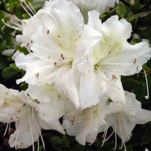Азалія японська "Шнештурм", Azalea japonica "Schneesturm", 2-річна, Р9