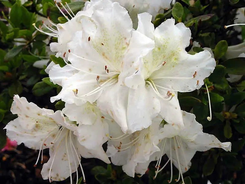 Азалія японська "Шнештурм", Azalea japonica "Schneesturm", 2-річна, Р9