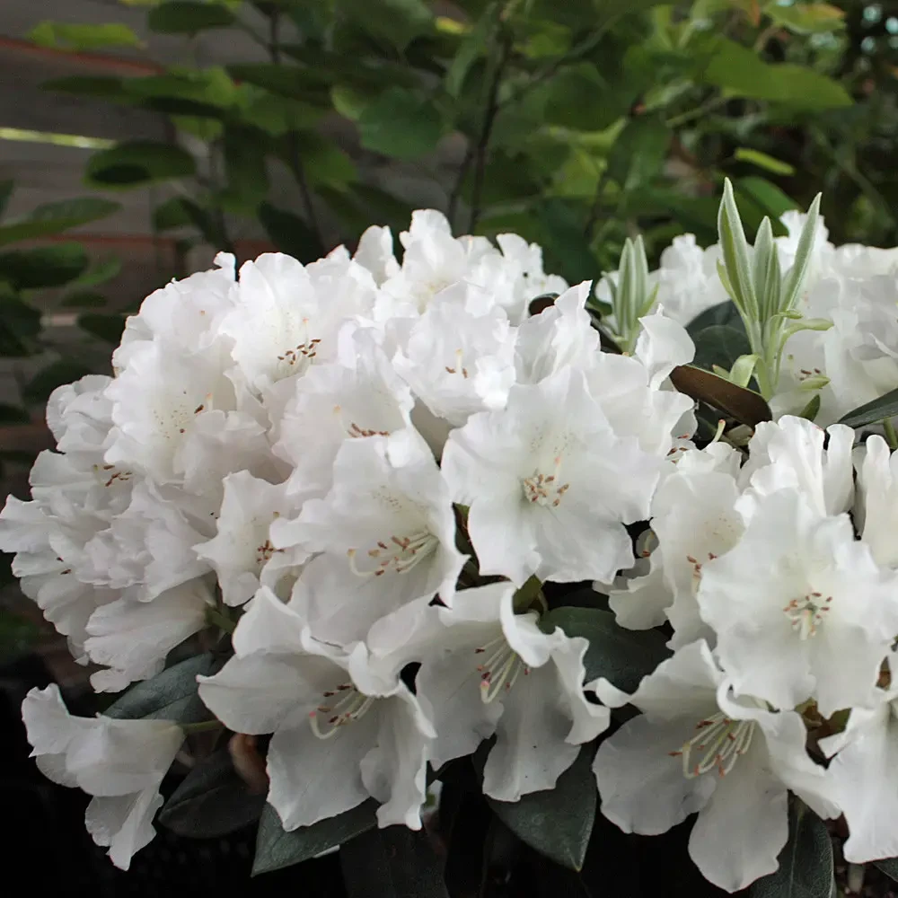 Азалія японська "Шнештурм", Azalea japonica "Schneesturm", 2-річна, Р9 - Зображення 2