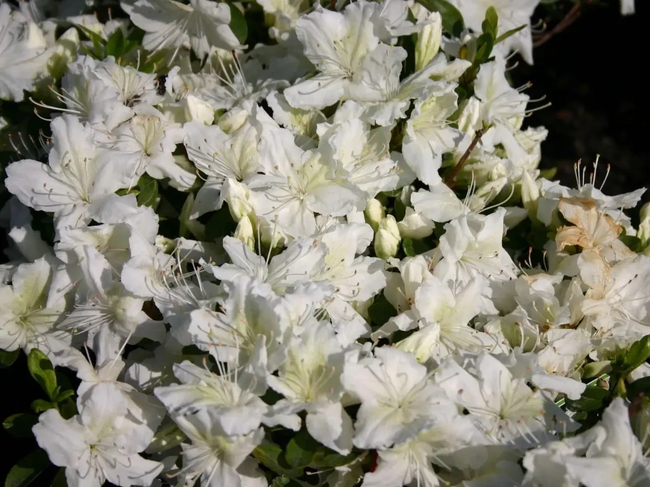 Азалія японська " Шніштурм", Azalea japonica "Schneesturm" 5 -річна, С3 - Зображення 3