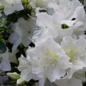 Азалія японська 'Плезент Вайт' 3-річна Azalea japonica 'Pleasent White'