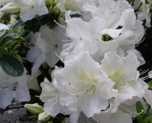Азалія японська 'Плезент Вайт' 3-річна Azalea japonica 'Pleasent White'