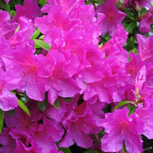 Азалія японська 'Лілієнштайн' 3-річна Azalea japonica 'Lilienstein