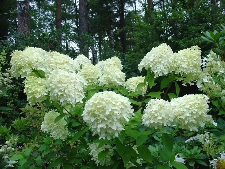 Гортензія волотиста 'Grandiflora' (Грандіфлора) р9 - Зображення 3