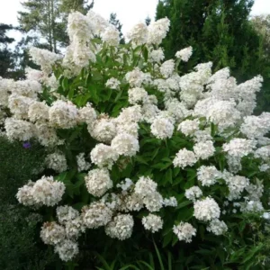 Гортензія волотиста 'Grandiflora' (Грандіфлора) р9