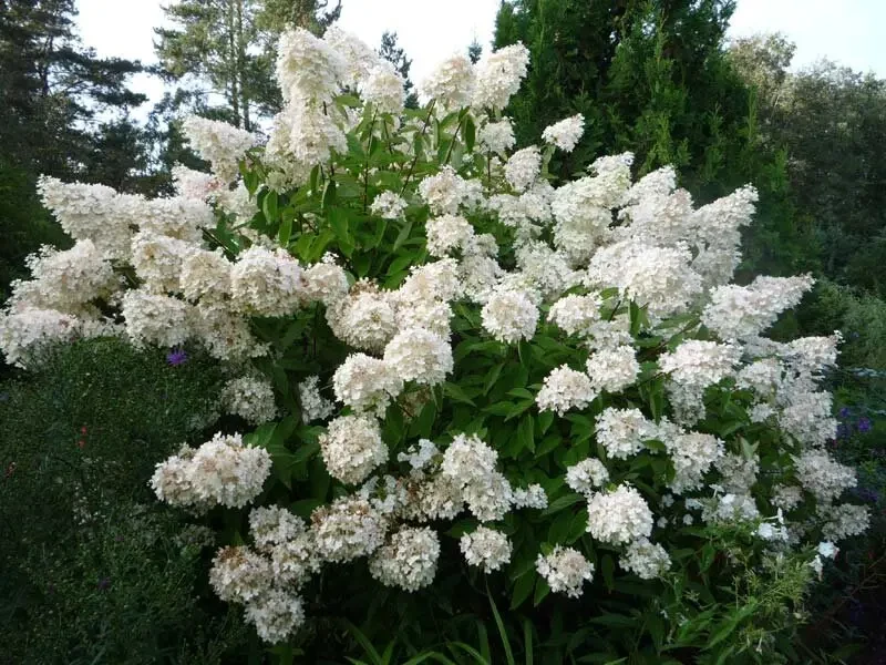 Гортензія волотиста 'Grandiflora' (Грандіфлора) р9