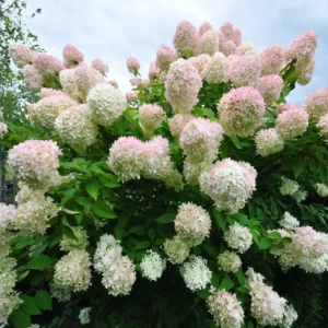 Гортензія волотиста 'Grandiflora' (Грандіфлора)
