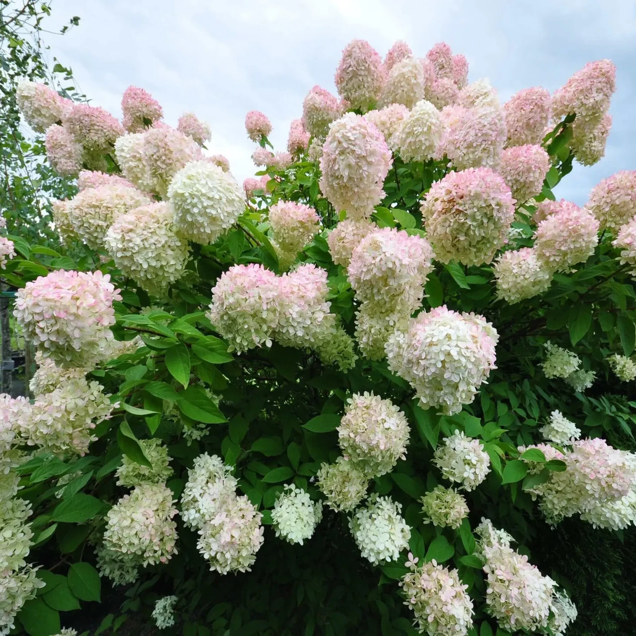 Гортензія волотиста 'Grandiflora' (Грандіфлора) р9 - Зображення 2