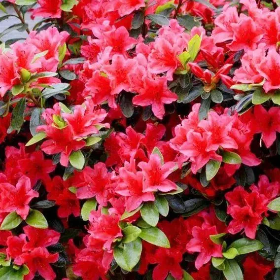 Азалія японська 'Гейша Ред' 3-річна Azalea japonica 'Kazuko/Geisha Red' - Зображення 2