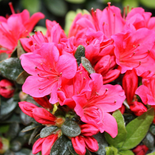 Азалія японська 'Гейша Ред' 3-річна Azalea japonica 'Kazuko/Geisha Red' - Зображення 3